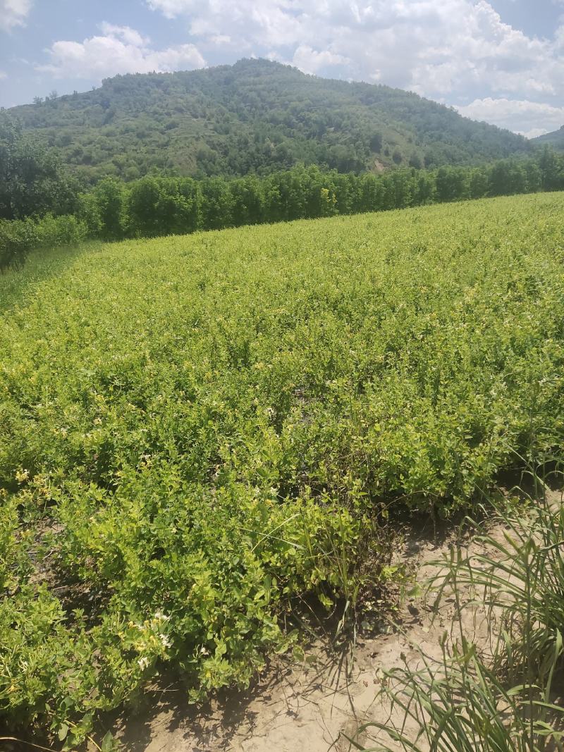 4亩育苗基地，水免费，电用多少，付多少，合作或者单独出租