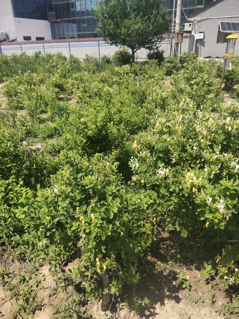 4亩育苗基地，水免费，电用多少，付多少，合作或者单独出租