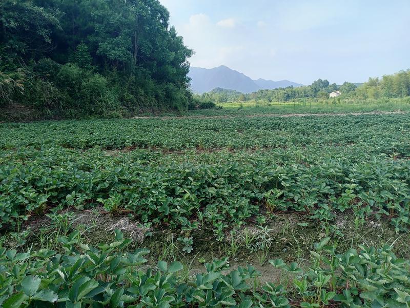 红颜草莓苗