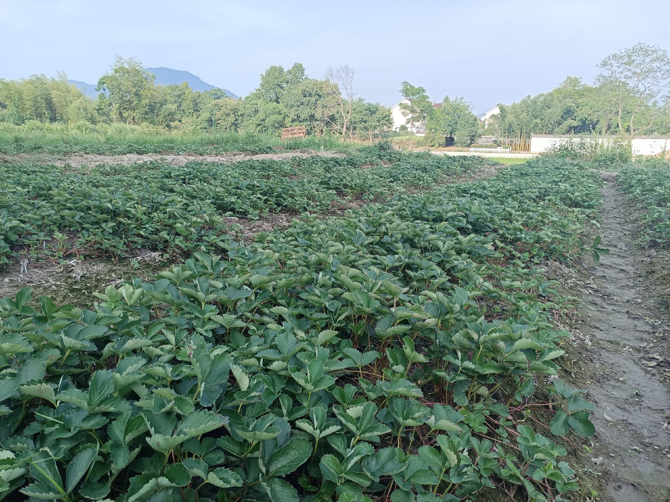 草莓绿色防控集成技术示意图：中央为健康红颜草莓植株，四周环绕四大防控模块图标——左侧为脱毒苗标识与土壤消毒温度计图标；上方为滴灌系统与温湿度传感器；右侧为生物菌剂瓶与海藻肥袋；下方为黄板与天敌昆虫释放盒