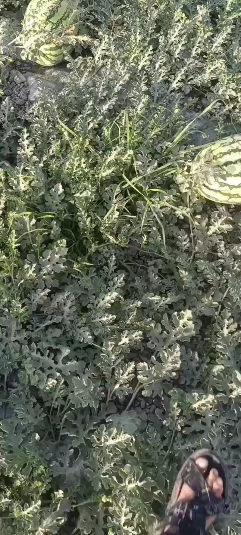 甘肃靖远石头瓜，大量供货