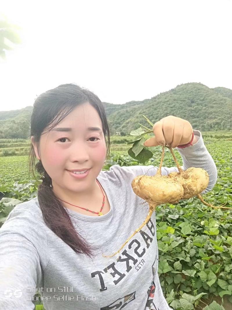凉薯