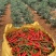 云南辣椒基地长期大量供货高品质现摘现发代发代收