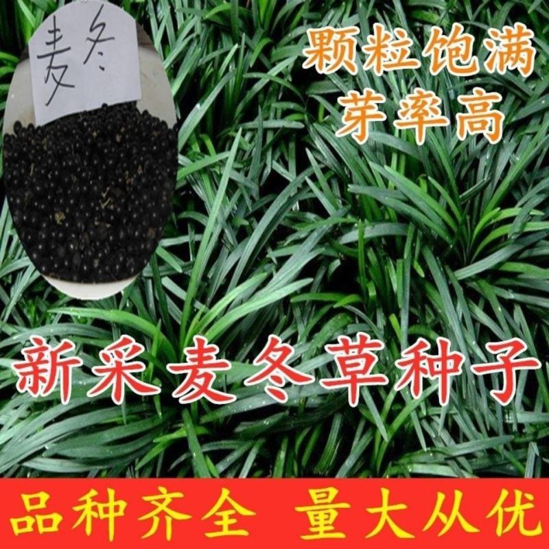 新采麦冬草种子多年生宽叶矮化