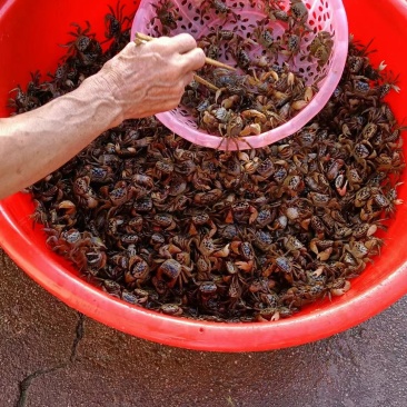 淡水活蟛蜞潮水蟹蟛蜞汁的小毛蟹