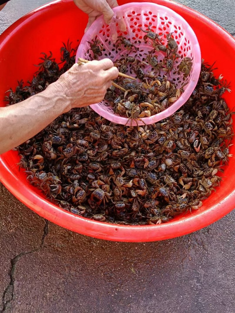 淡水活蟛蜞潮水蟹蟛蜞汁的小毛蟹