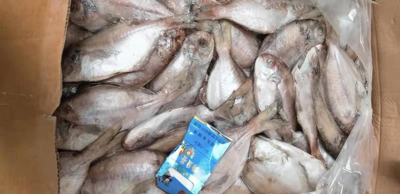 肉鲳，南鲳鱼，舟山厂家直销批发供应全国，量大从优。