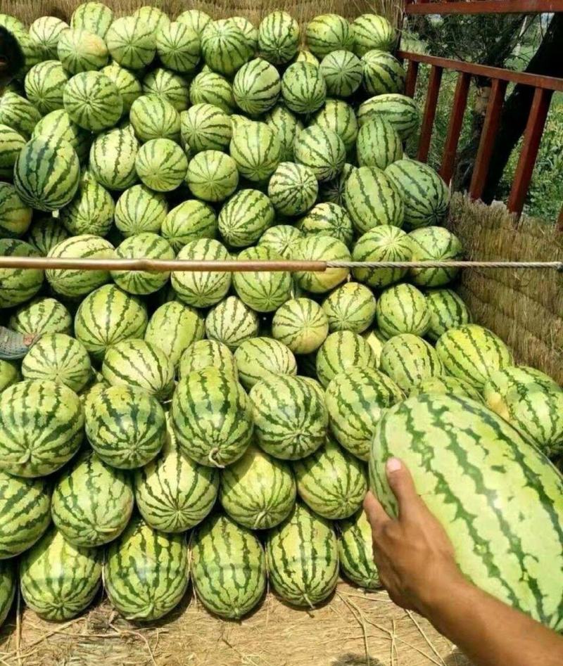 【推荐】正宗宁夏硒砂瓜万亩基地直供石头缝里的西瓜金成五号