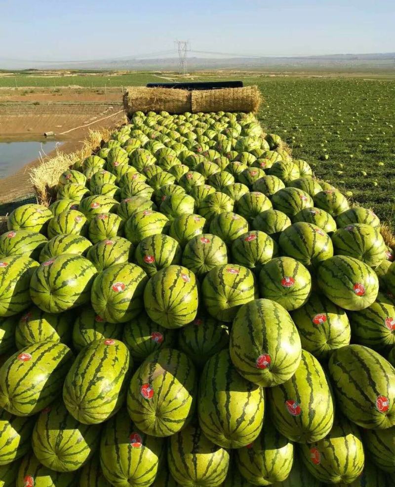【推荐】正宗宁夏硒砂瓜万亩基地直供石头缝里的西瓜金成五号