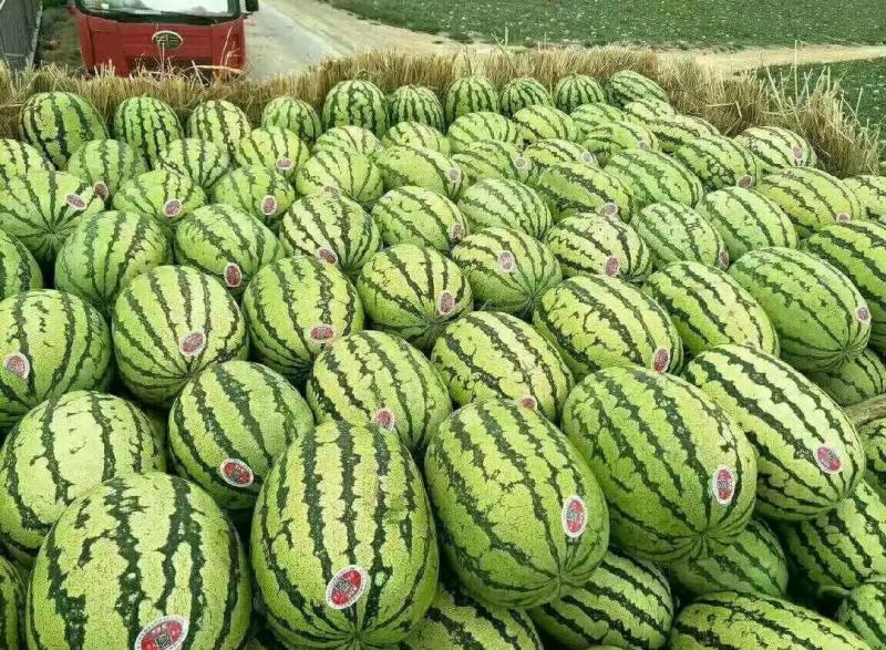 【推荐】正宗宁夏硒砂瓜万亩基地直供石头缝里的西瓜金成五号