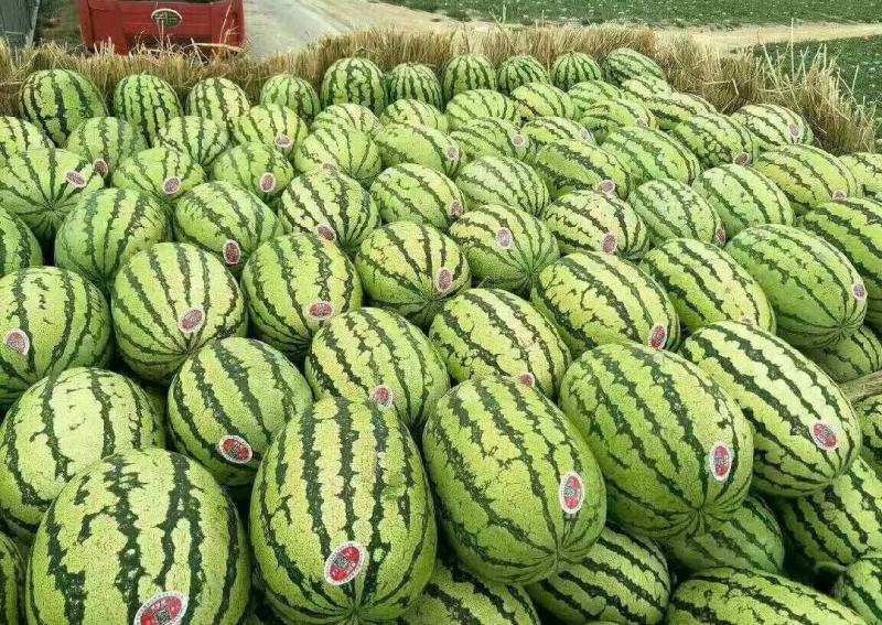 【推荐】正宗宁夏硒砂瓜万亩基地直供石头缝里的西瓜金成五号