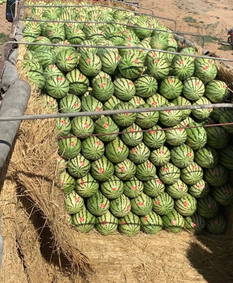 【推荐】正宗宁夏硒砂瓜万亩基地直供石头缝里的西瓜金成五号