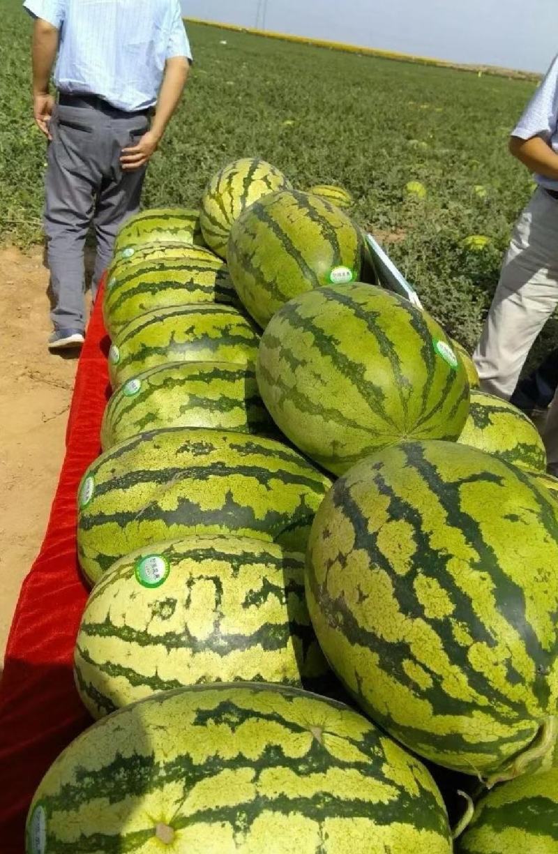 【推荐】正宗宁夏硒砂瓜万亩基地直供石头缝里的西瓜金成五号