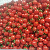 宁夏玲珑小番茄釜山88质量保证，基地直供