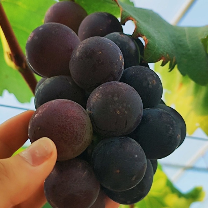 精品酿酒葡萄基地直发质量保证欢迎采购