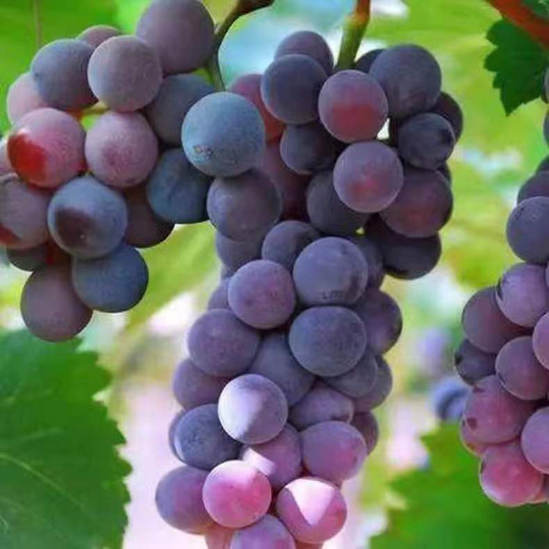 精品酿酒葡萄基地直发质量保证欢迎采购