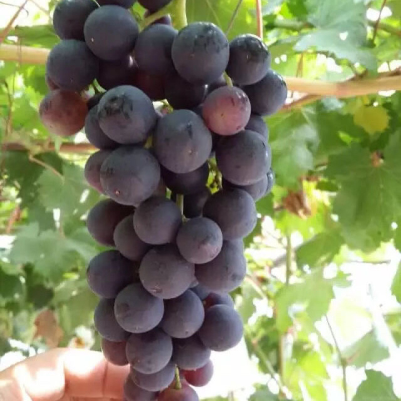 精品酿酒葡萄基地直发质量保证欢迎采购