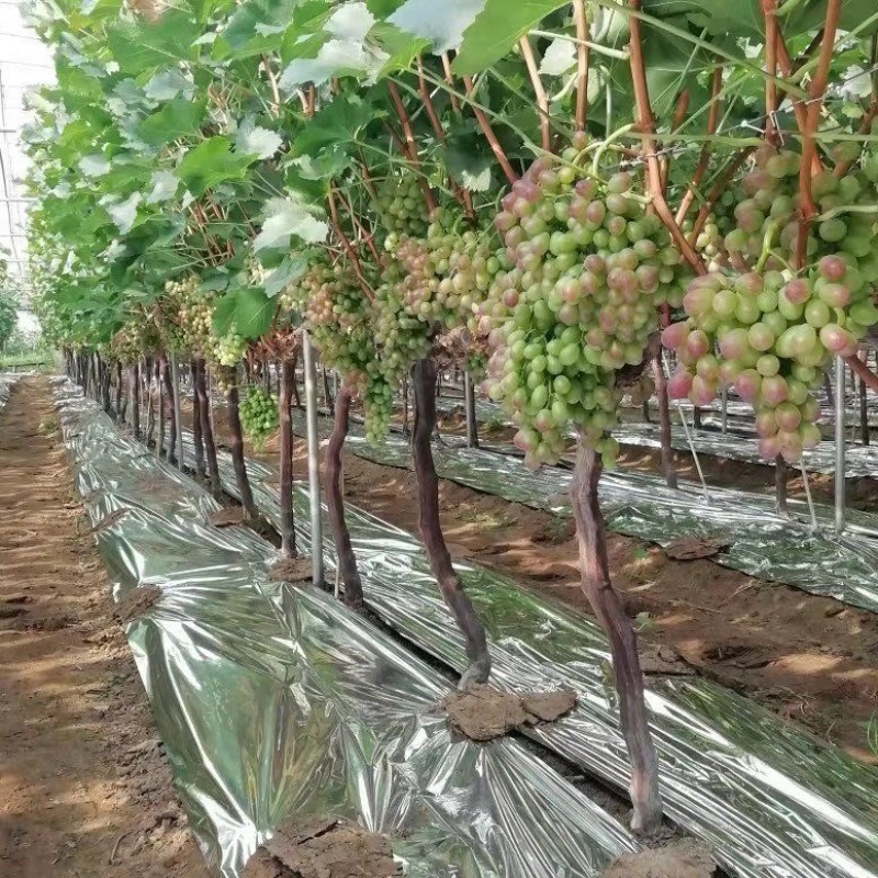 精品酿酒葡萄基地直发质量保证欢迎采购