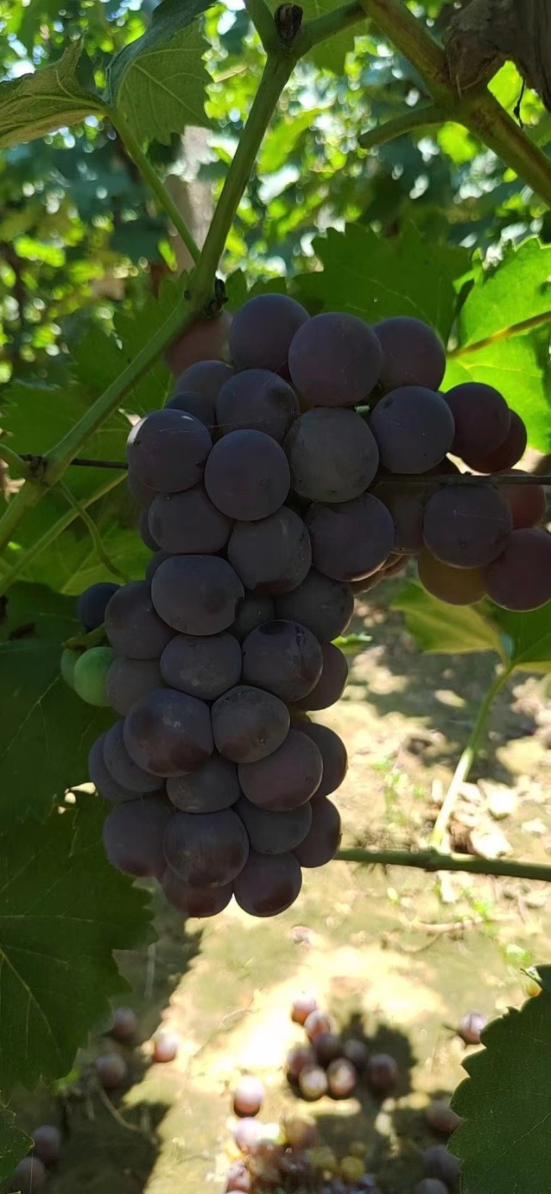 精品酿酒葡萄基地直发质量保证欢迎采购