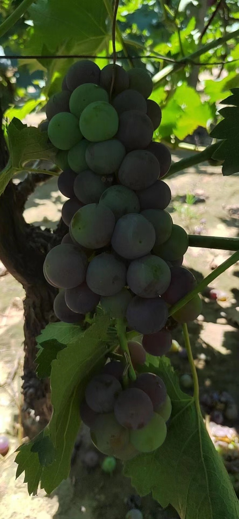 精品酿酒葡萄基地直发质量保证欢迎采购