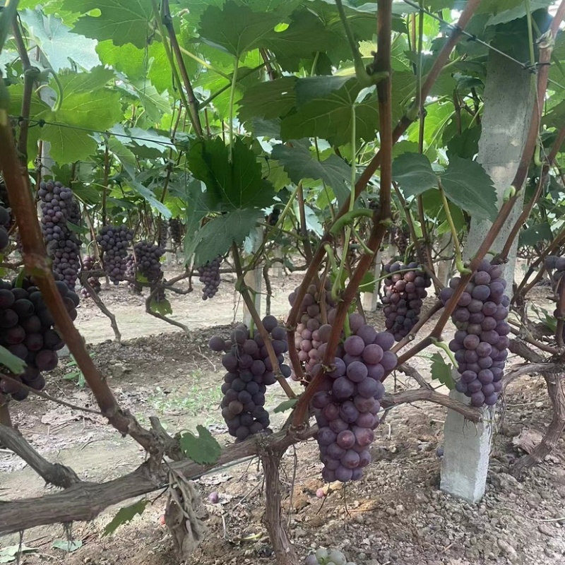 精品酿酒葡萄基地直发质量保证欢迎采购