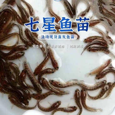 七星鱼苗
