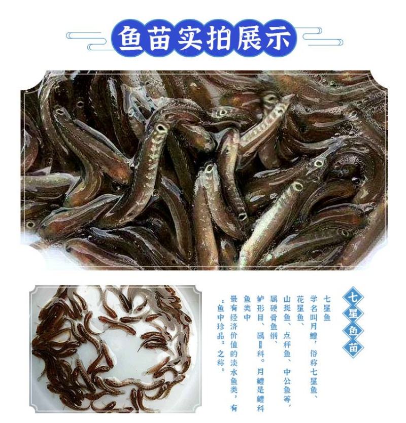 七星鱼苗
