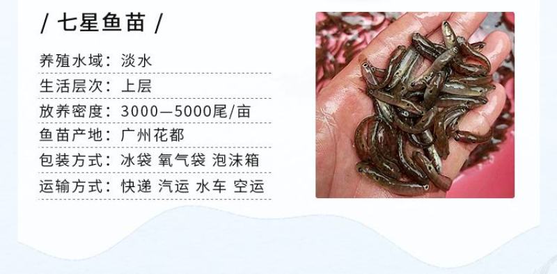 七星鱼苗