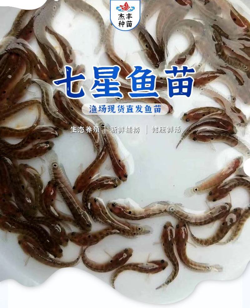 七星鱼苗