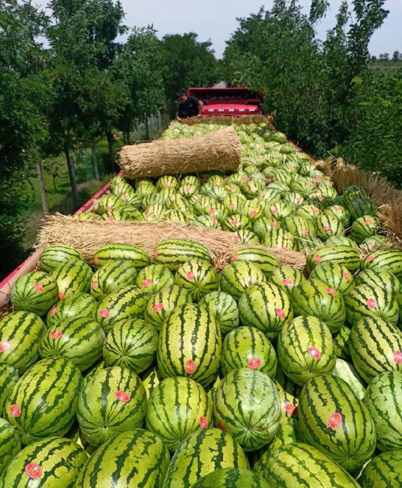 【精选】正宗宁夏硒砂瓜万亩基地直供石头缝里的西瓜金成五号