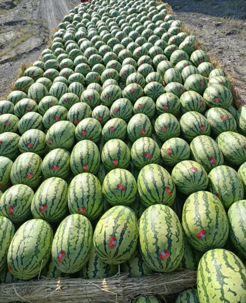 万亩基地宁夏金城5号西瓜量大从优品质保证欢迎来电
