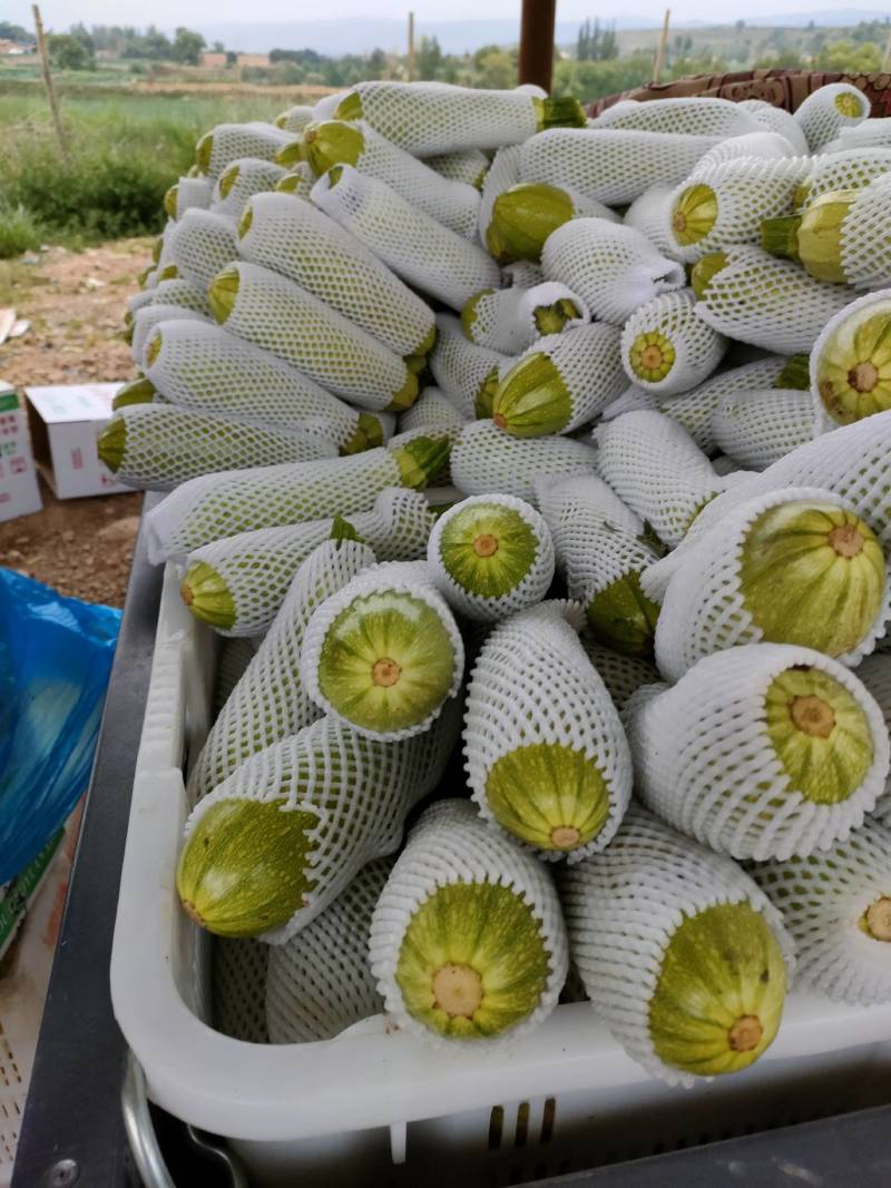 西葫芦，西葫芦，西葫芦，西葫芦，西葫芦，西葫芦，西葫芦