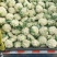 菜花紧花2~3斤乳白