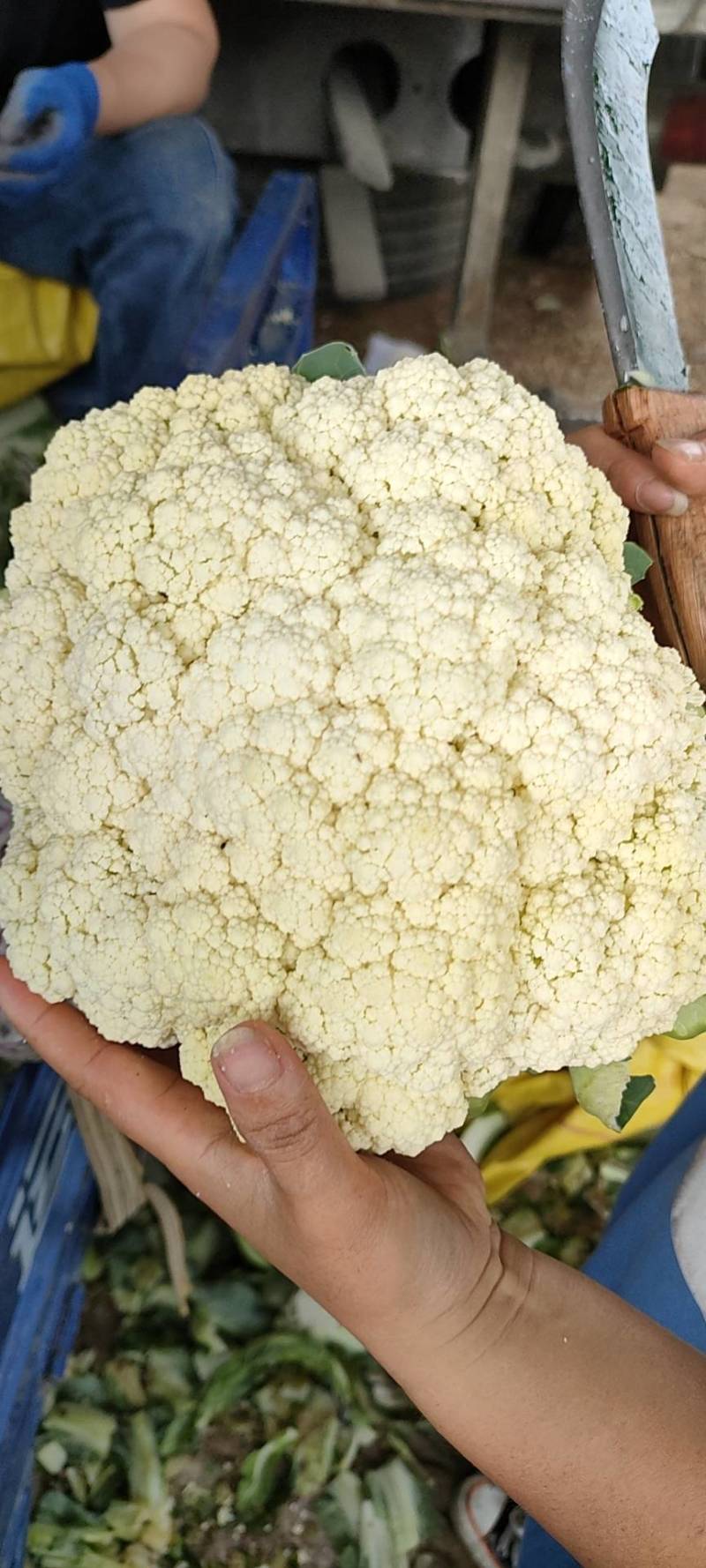 菜花紧花2~3斤乳白