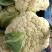 菜花紧花2~3斤乳白