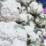 菜花紧花2~3斤乳白