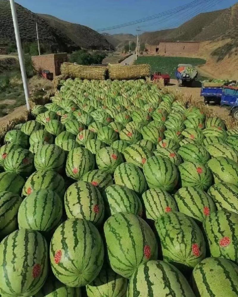 正宗宁夏硒砂瓜，万亩基地直供石头缝里的西瓜金成五号