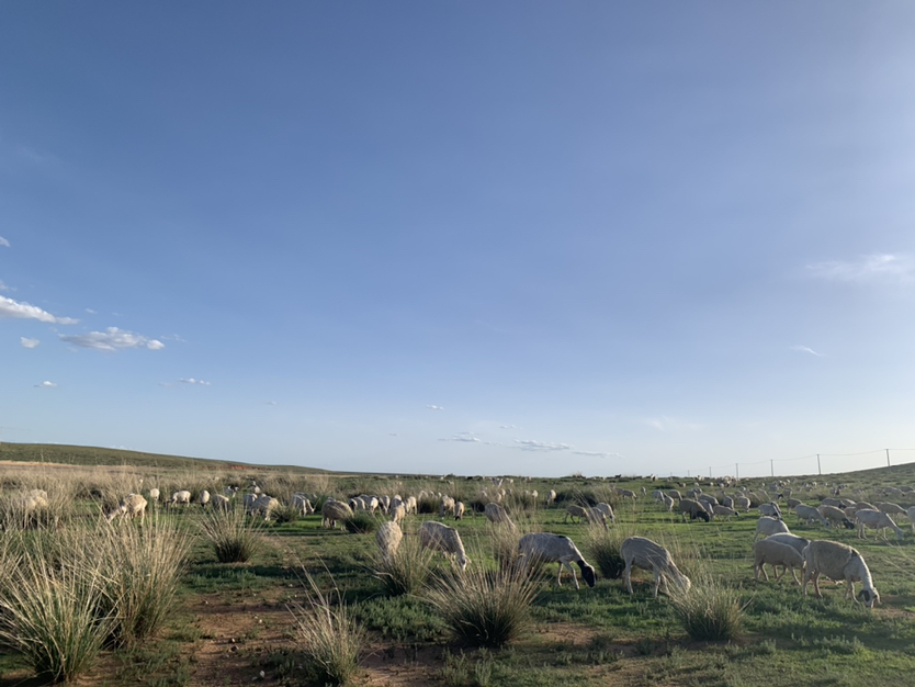 苏尼特羔羊羊群在草原上放牧场景