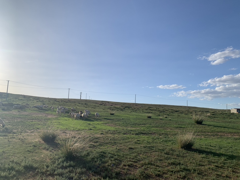 苏尼特草原上的羊群全景