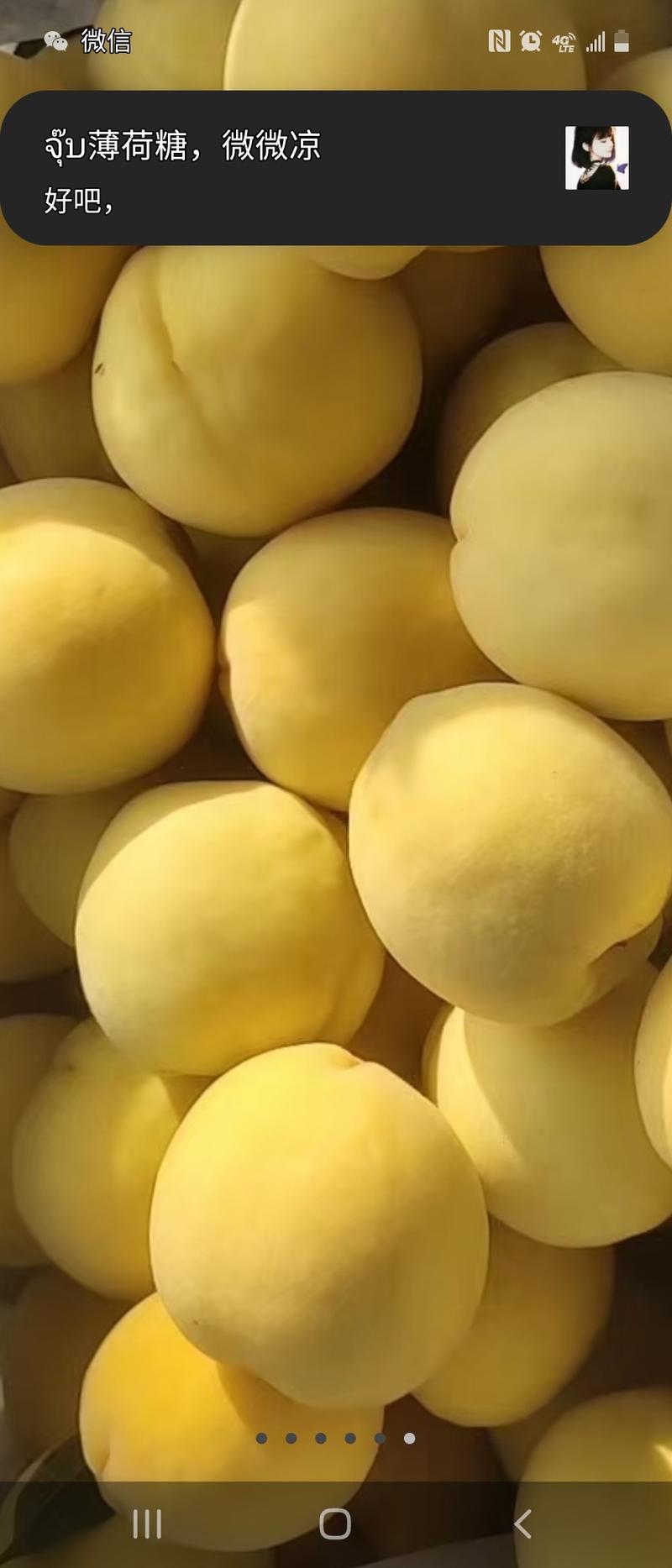 锦绣甜黄桃，7月底上市，量大质优，每天3万到5万斤