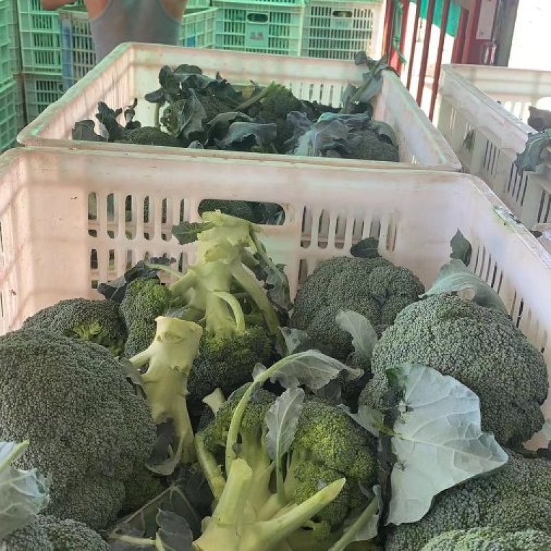 西兰花，湖北蔬菜，优质西兰花，产区直发，整车发货
