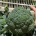 西兰花，湖北蔬菜，优质西兰花，产区直发，整车发货