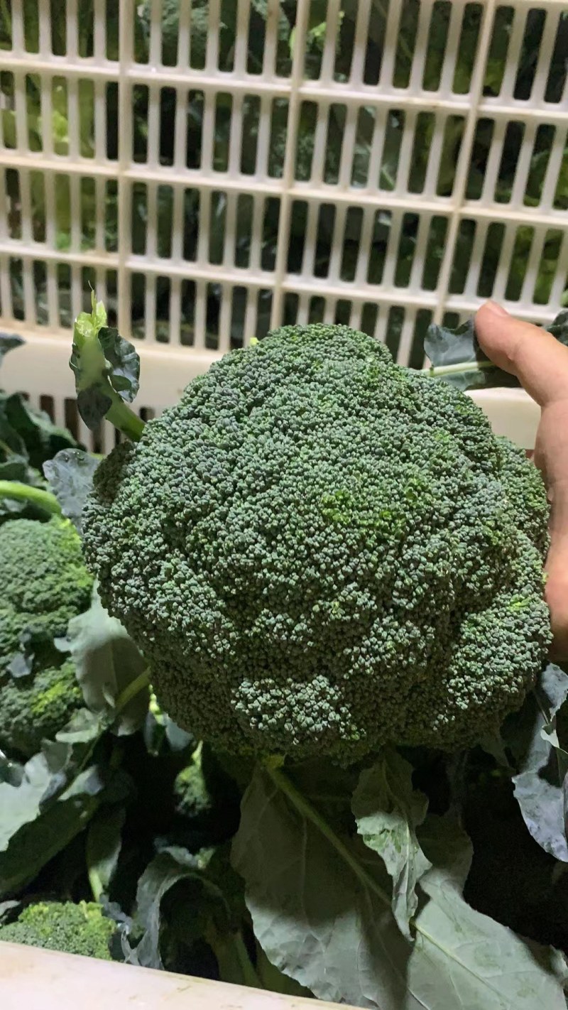 西兰花，湖北蔬菜，优质西兰花，产区直发，整车发货