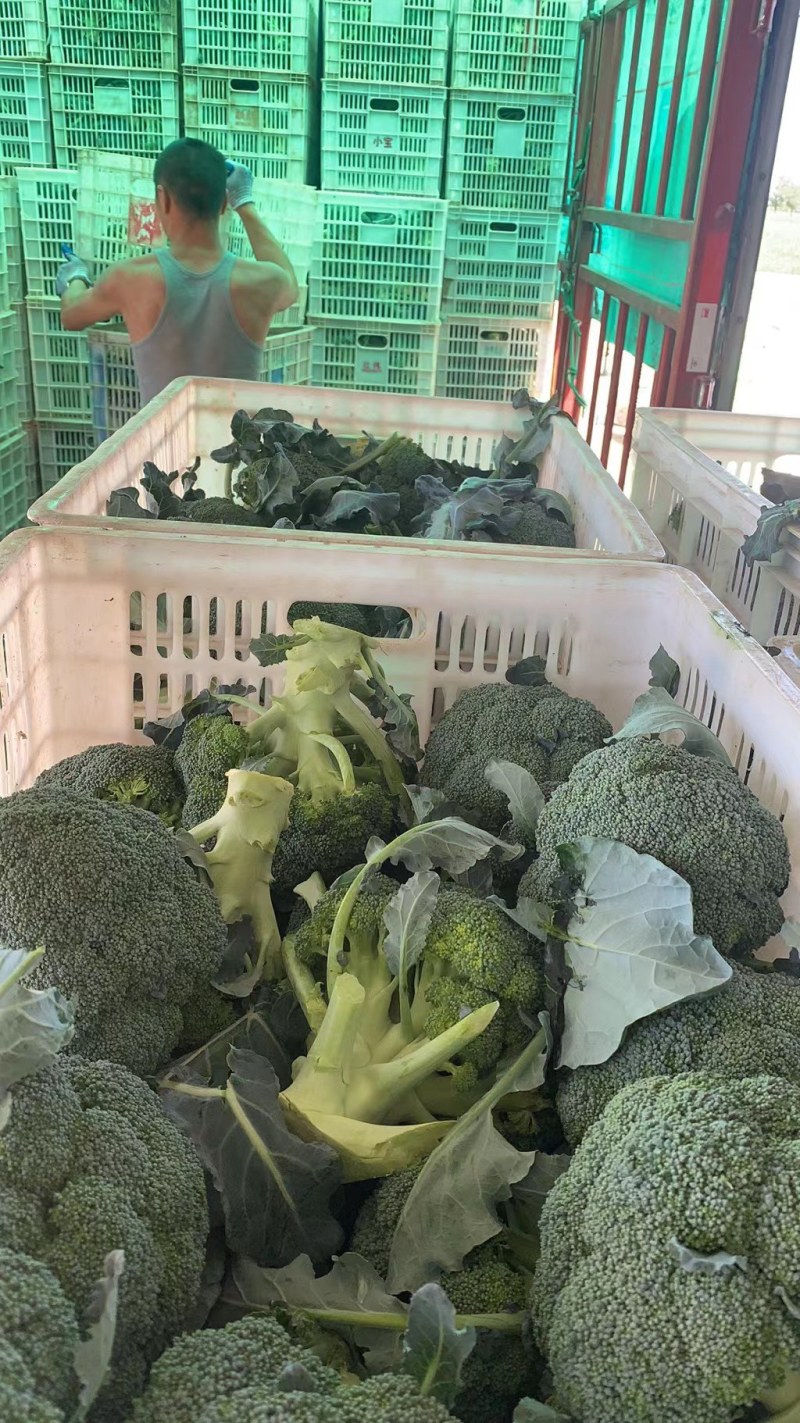 西兰花，湖北蔬菜，优质西兰花，产区直发，整车发货