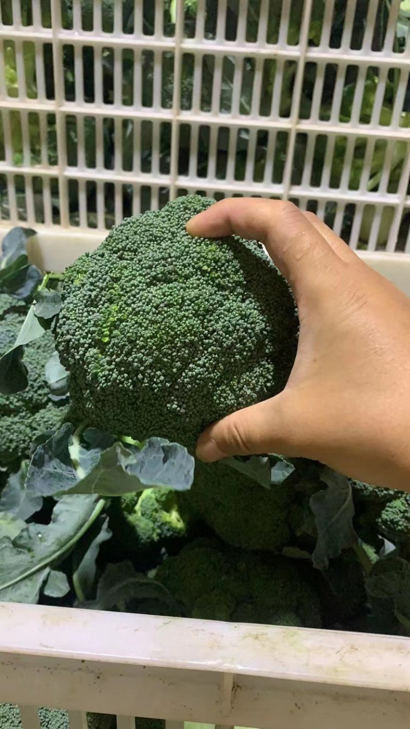 西兰花，湖北蔬菜，优质西兰花，产区直发，整车发货