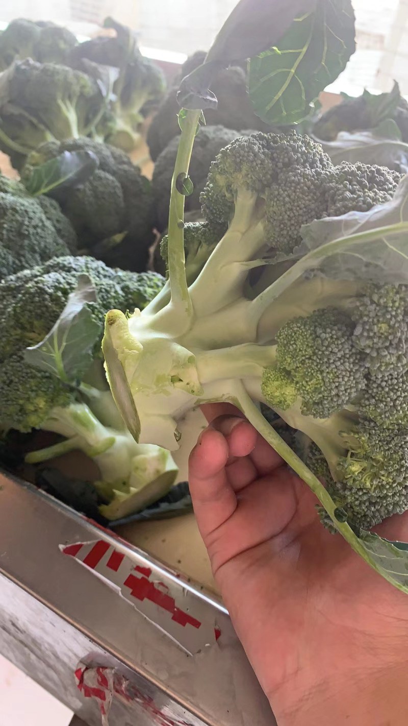 西兰花，湖北蔬菜，优质西兰花，产区直发，整车发货