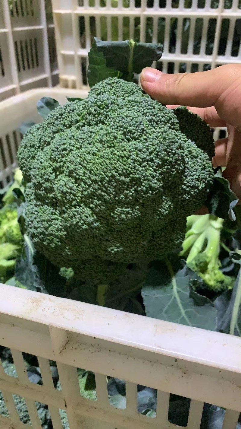 西兰花，湖北蔬菜，优质西兰花，产区直发，整车发货