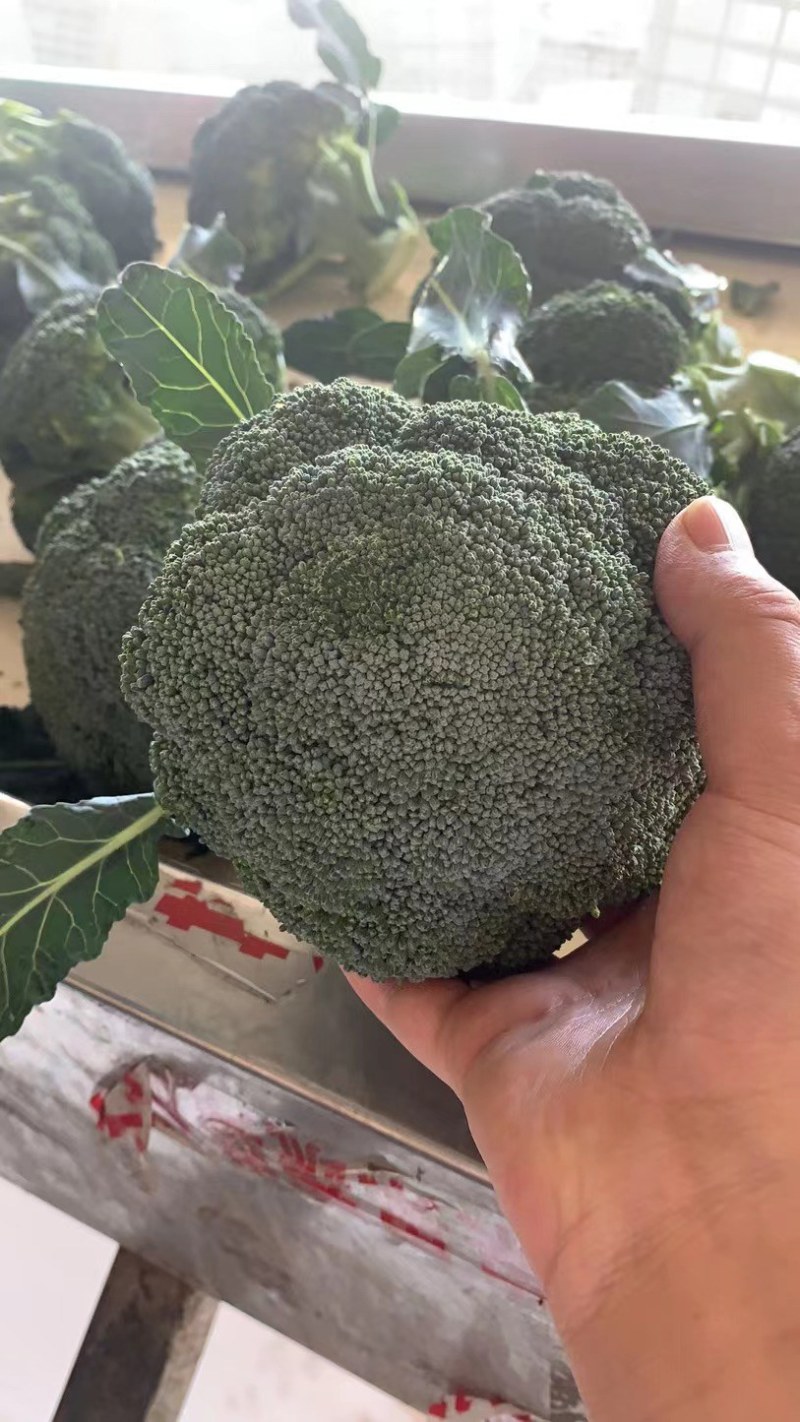 西兰花，湖北蔬菜，优质西兰花，产区直发，整车发货