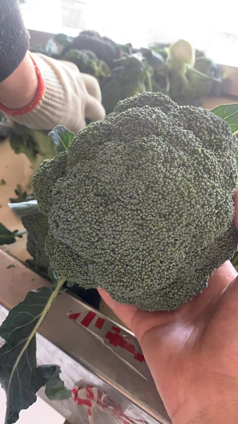 西兰花，湖北蔬菜，优质西兰花，产区直发，整车发货