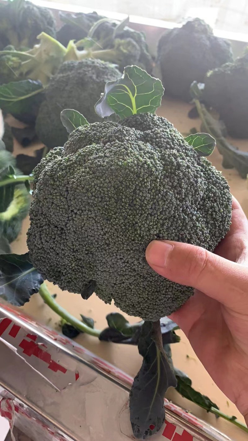 西兰花，湖北蔬菜，优质西兰花，产区直发，整车发货